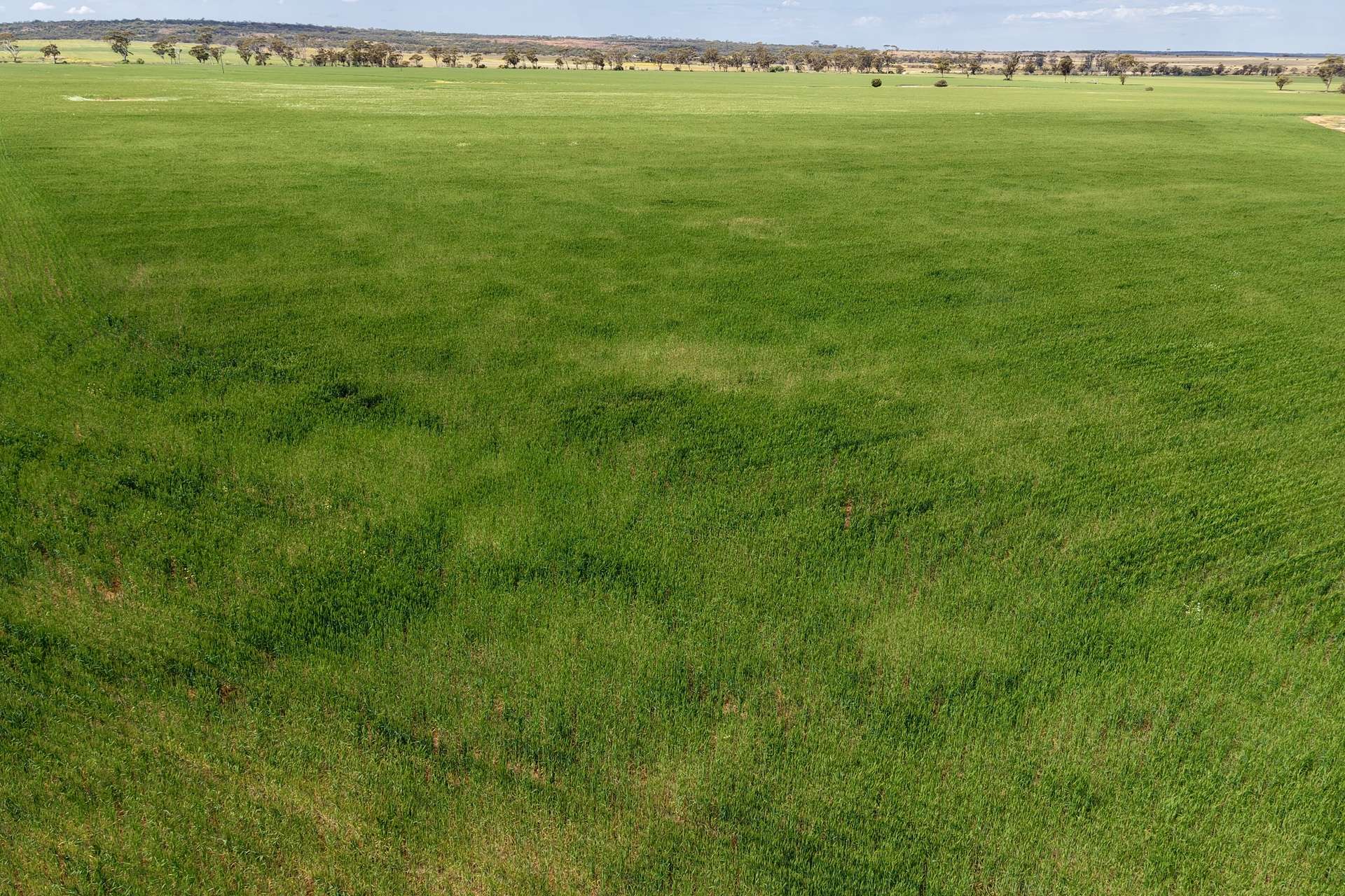 1759 Nungarin-Wyalkatchem Road, South Kununoppin For Sale by Farmbuy.com - image 19