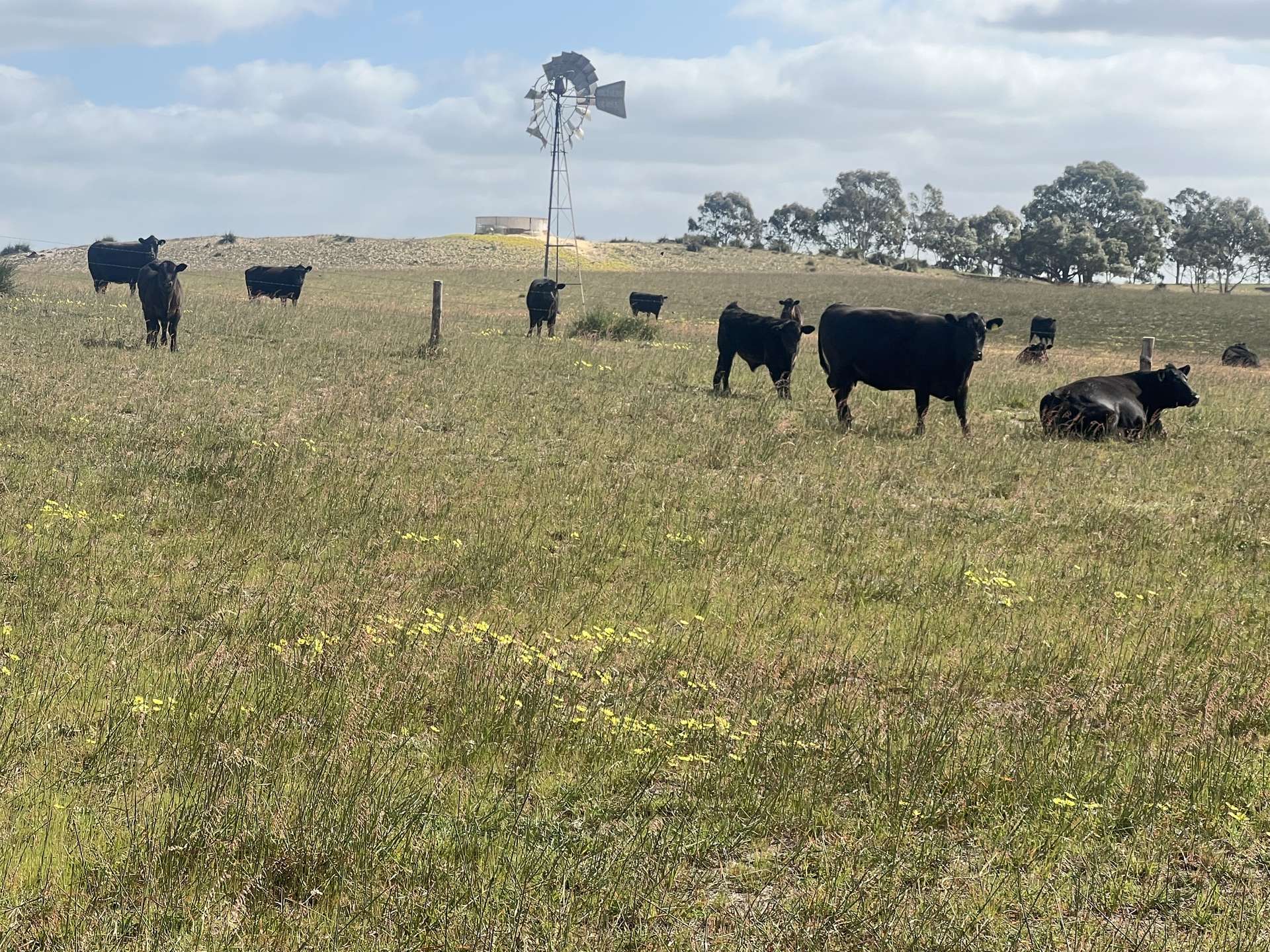 2625 Carcuma Road, Tintinara For Sale by Farmbuy.com - image 13
