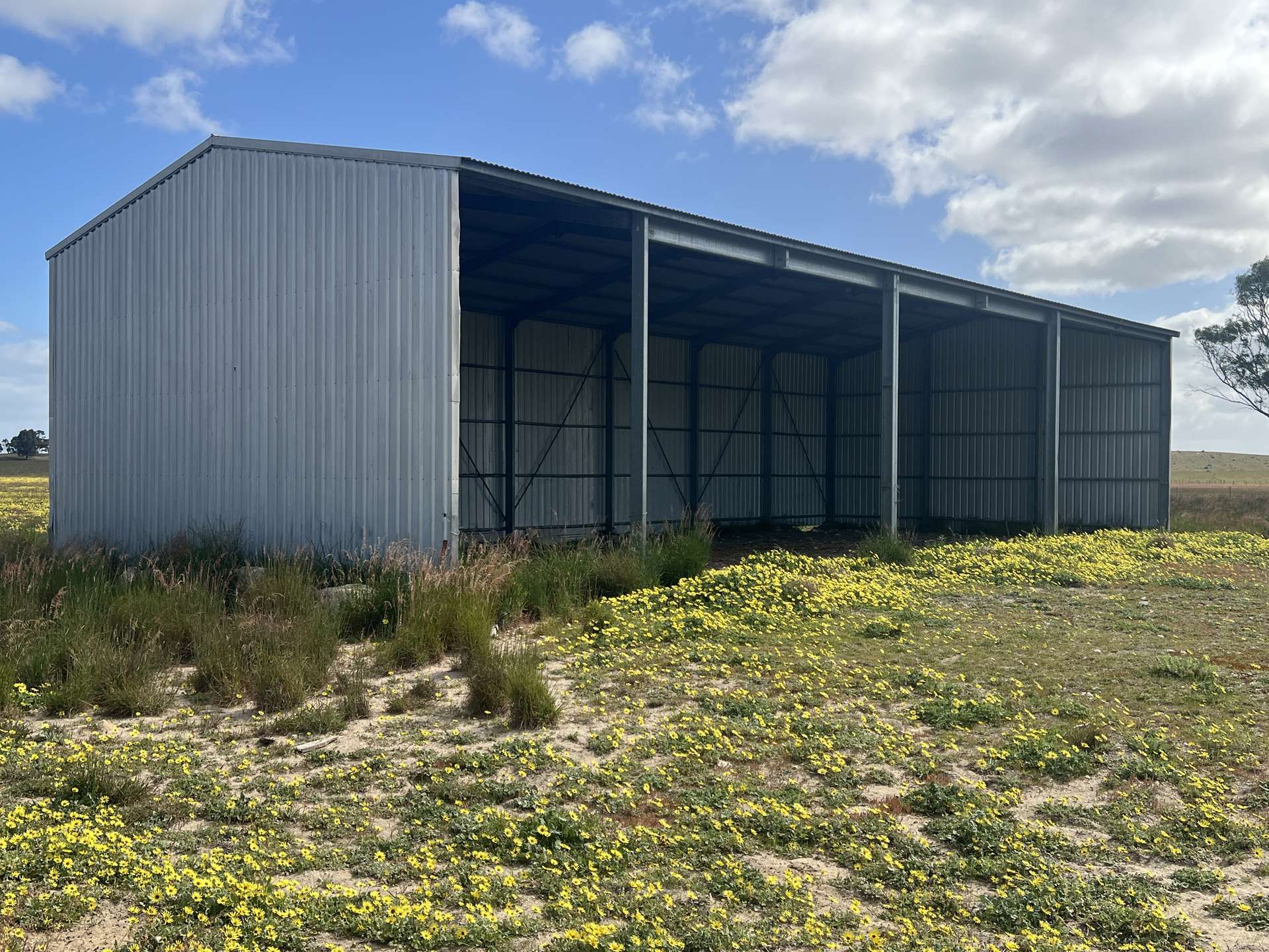 2625 Carcuma Road, Tintinara For Sale by Farmbuy.com - image 6