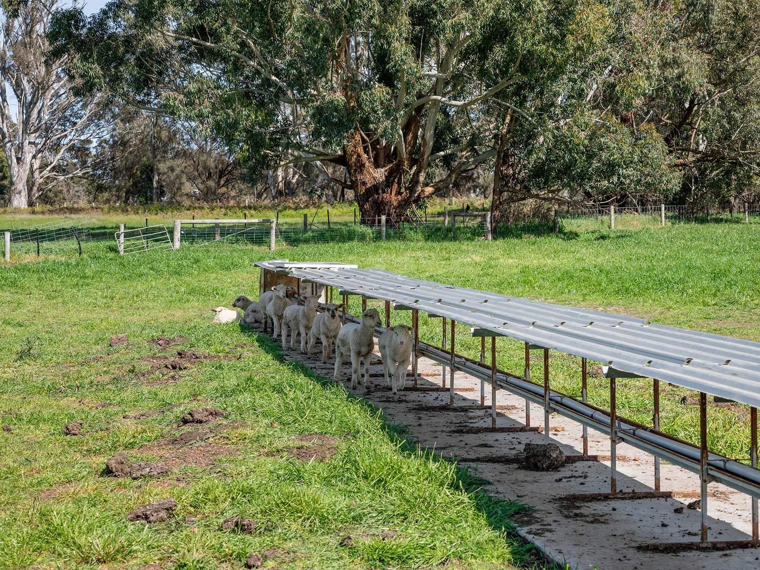 2264 Henty Highway, Cavendish For Sale by Farmbuy.com - image 5
