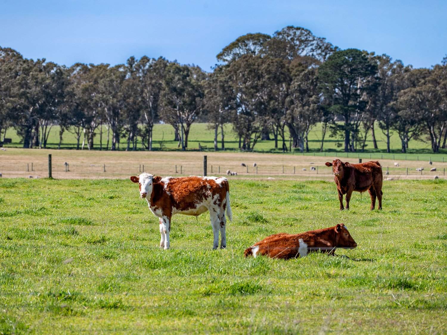 2264 Henty Highway, Cavendish For Sale by Farmbuy.com - image 31
