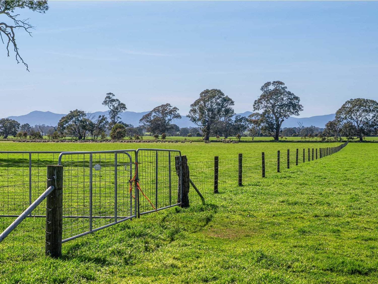 758 Coleraine - Cavendish Road, Cavendish For Sale by Farmbuy.com - image 29
