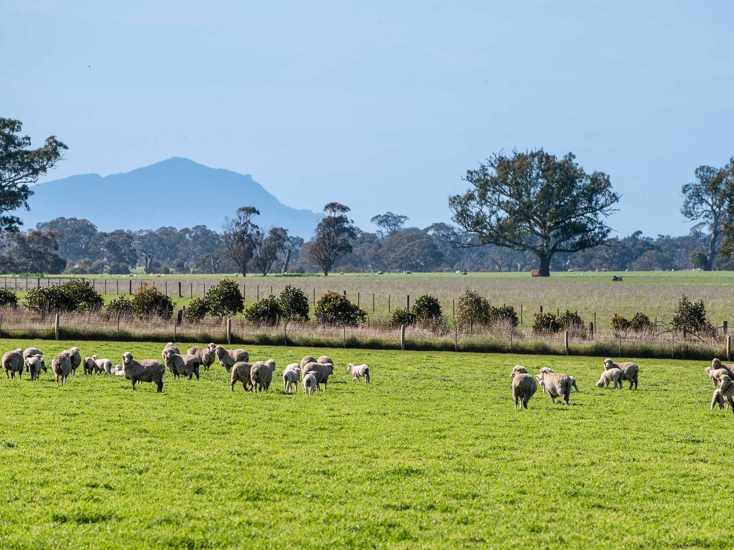 758 Coleraine - Cavendish Road, Cavendish For Sale by Farmbuy.com - image 31