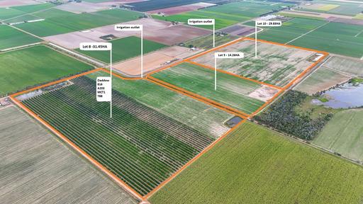 Farm For Sale - QLD - Alloway - 4670 - APPROXIMATELY 31HA OF TREES WITH ANOTHER 43HA TO PLANT 