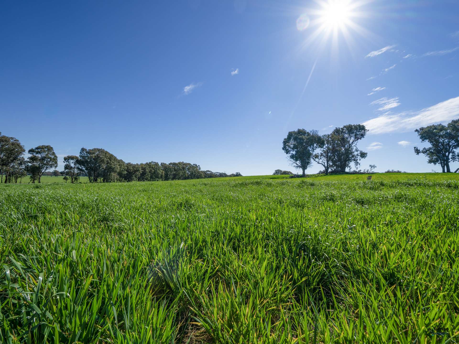 Cnr Kilfeera Rd & Old Lurg Rd, Lurg For Sale by Farmbuy.com - image 7