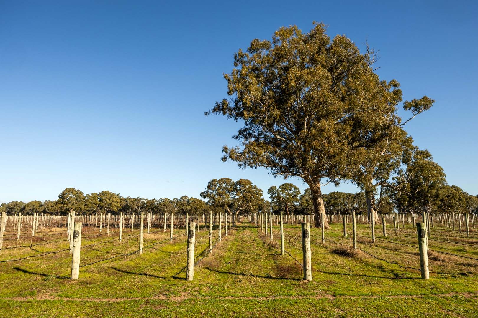 Lot 101, 719 Casterton Road, Penola For Sale by Farmbuy.com - image 1