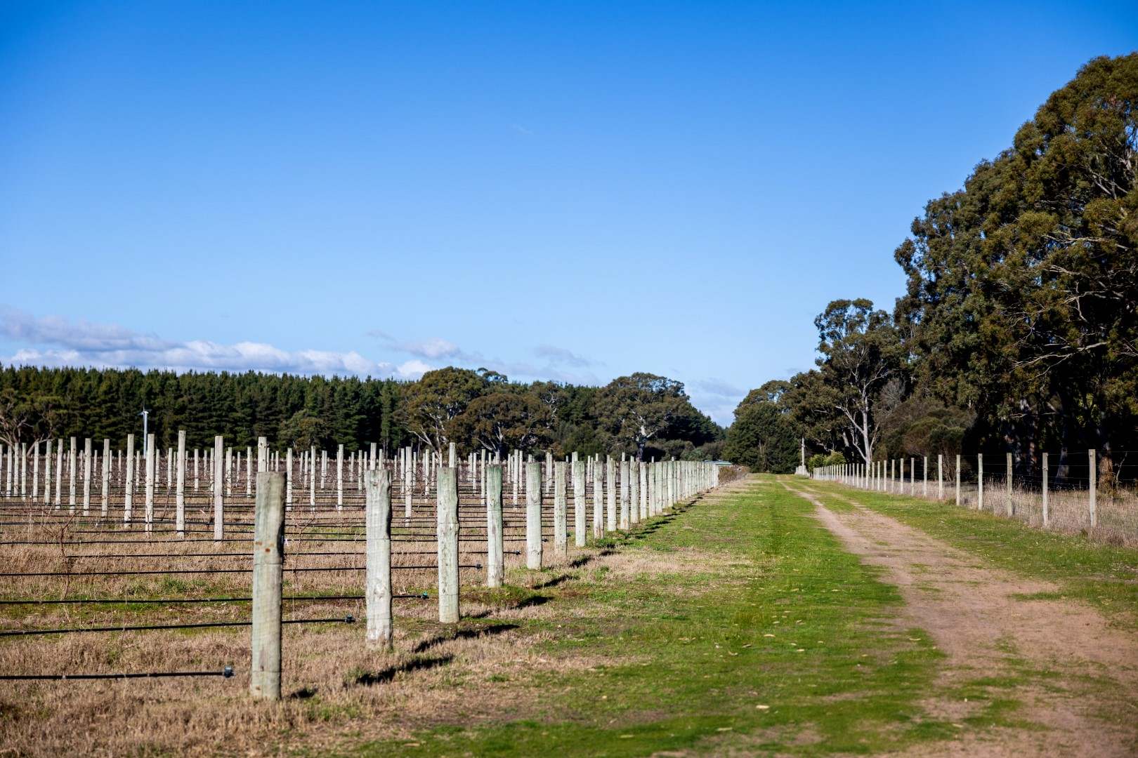 Lot 101, 719 Casterton Road, Penola For Sale by Farmbuy.com - image 4