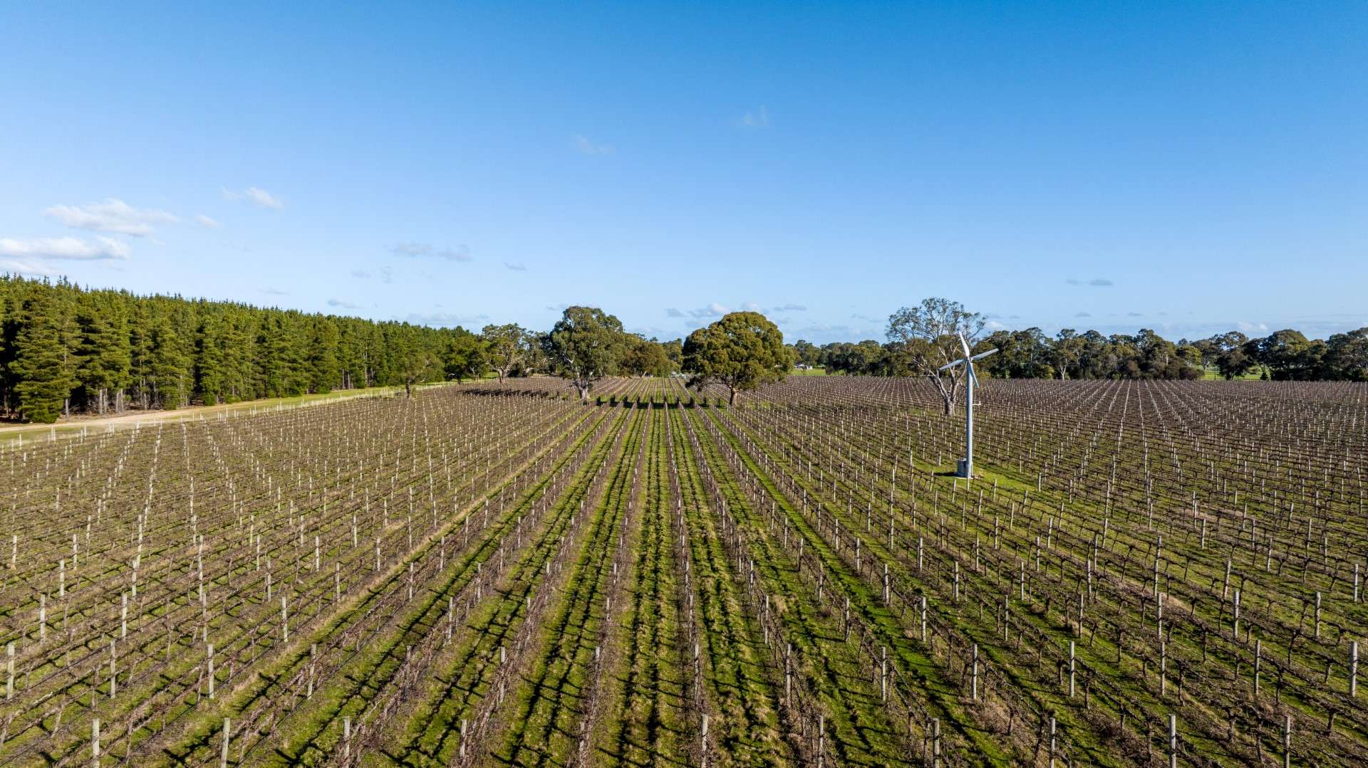 Lot 101, 719 Casterton Road, Penola For Sale by Farmbuy.com - image 3