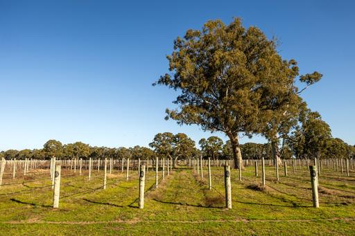 Lot 101&comma; 719 Casterton Road, Penola SA 5277
