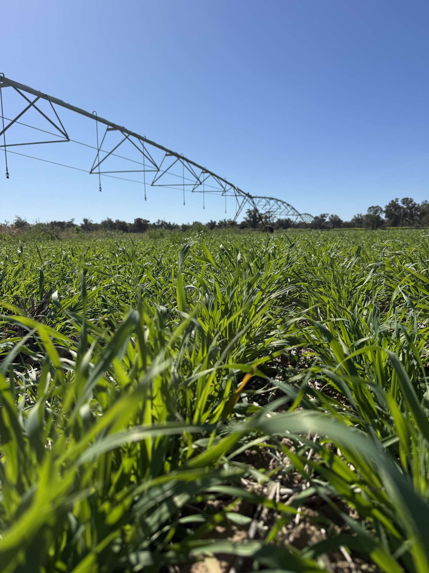 Tiagarra, 339 New Grenfell Road, Forbes For Sale by Farmbuy.com - image 17