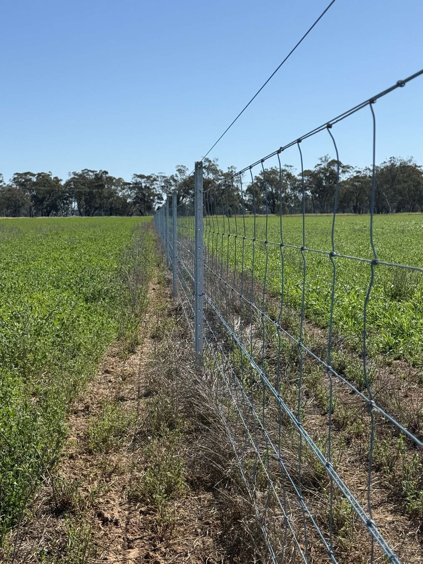 Tiagarra, 339 New Grenfell Road, Forbes For Sale by Farmbuy.com - image 18
