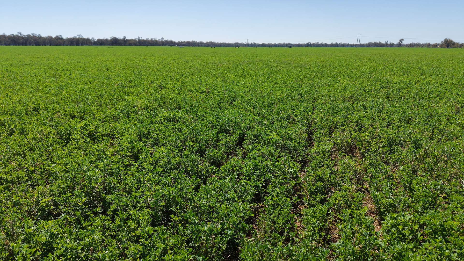 Tiagarra, 339 New Grenfell Road, Forbes For Sale by Farmbuy.com - image 7