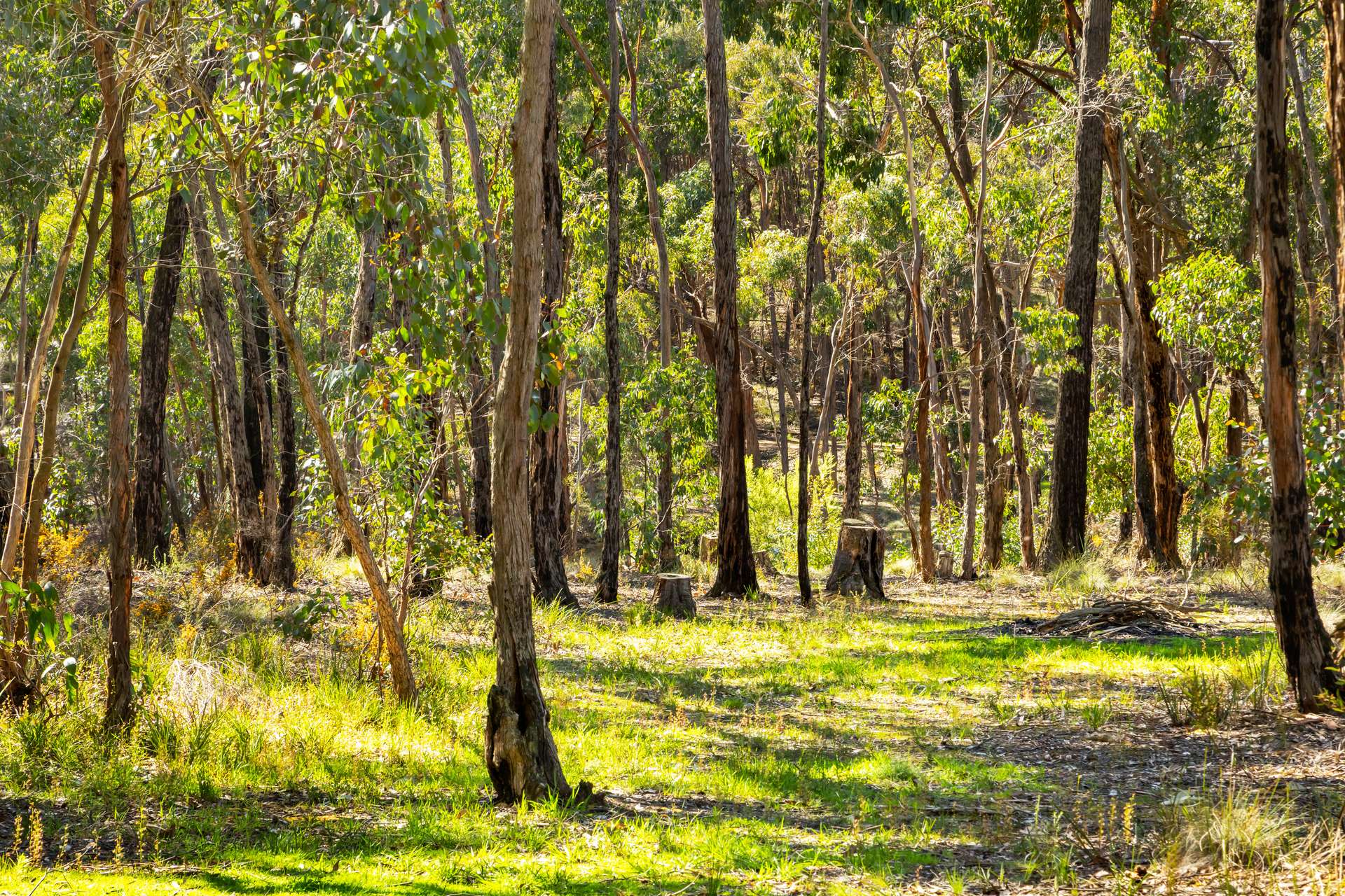 96 Knights Road, Hillcrest For Sale by Farmbuy.com - image 19