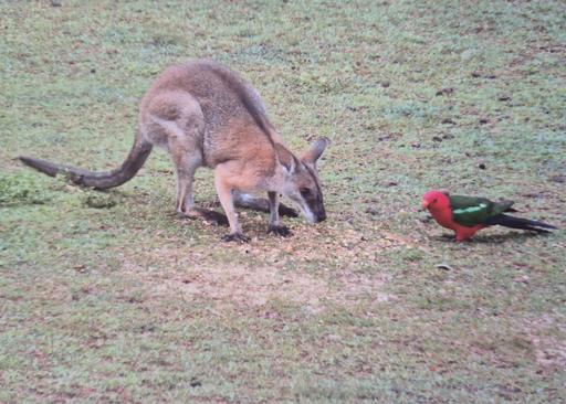 Farm For Sale - QLD - Doughboy - 4671 - Invitation to Nature & A Peaceful Lifestyle 