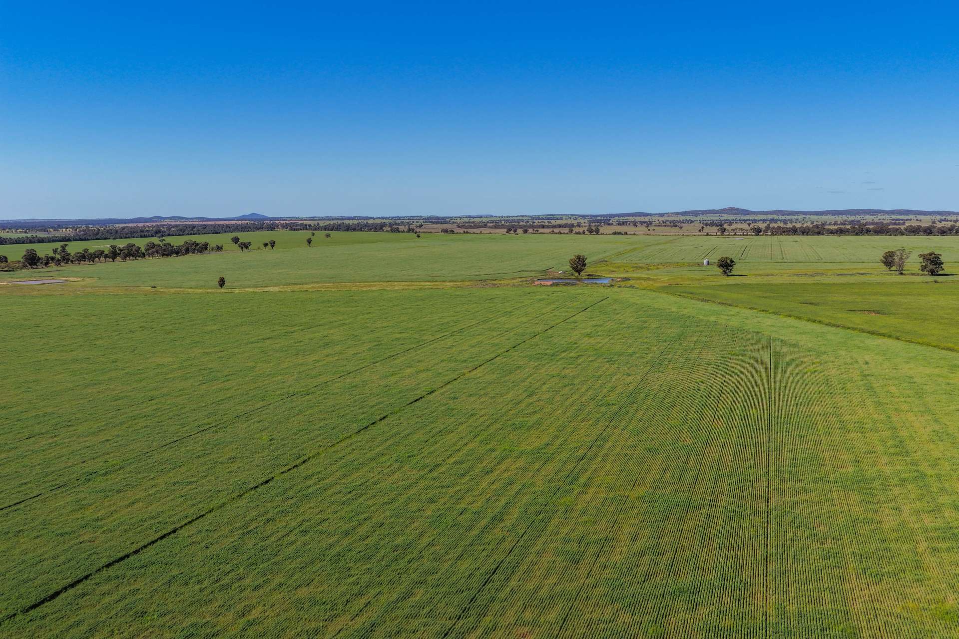1593 Wamboyne Road, West Wyalong For Sale by Farmbuy.com - image 3