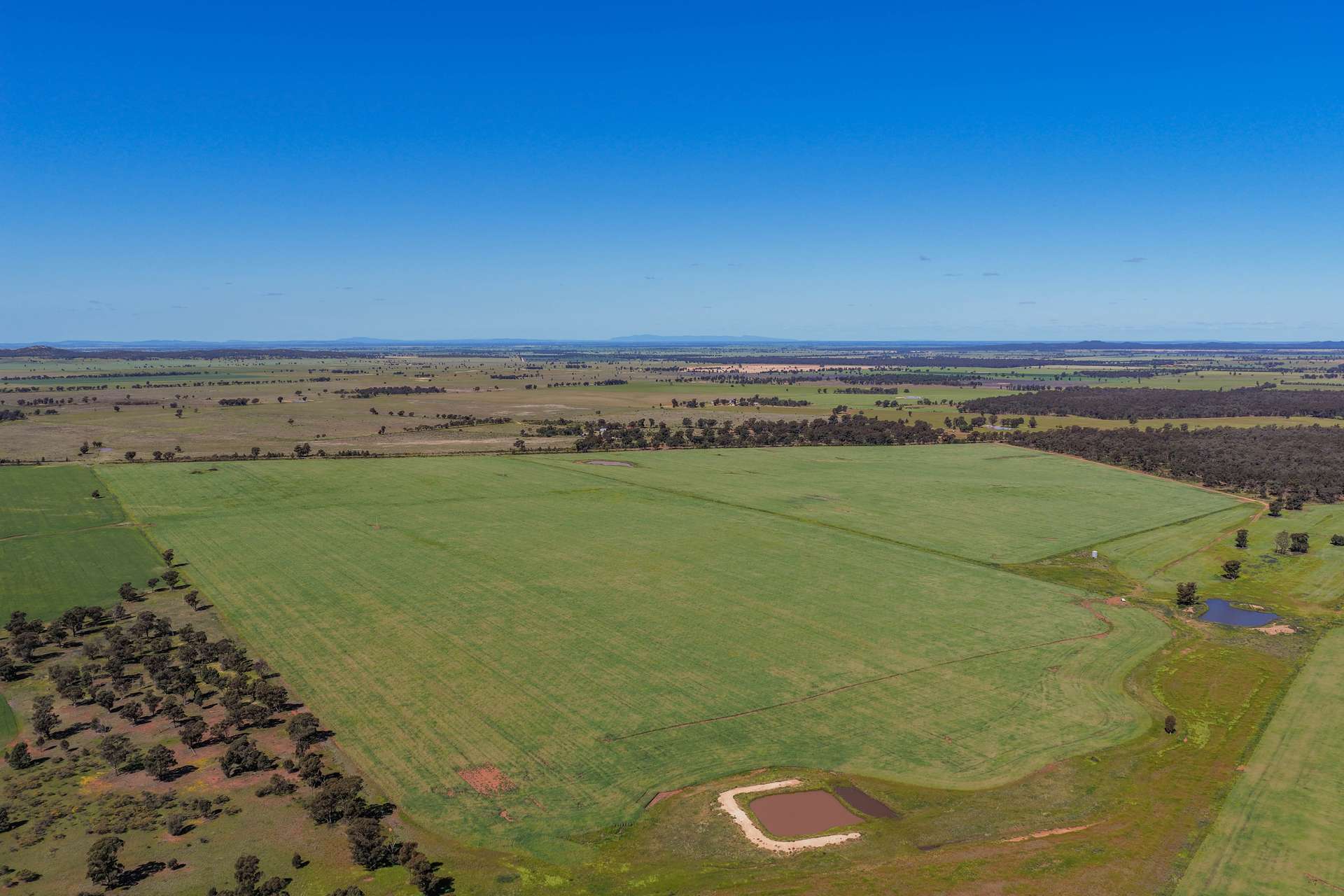 1593 Wamboyne Road, West Wyalong For Sale by Farmbuy.com - image 9