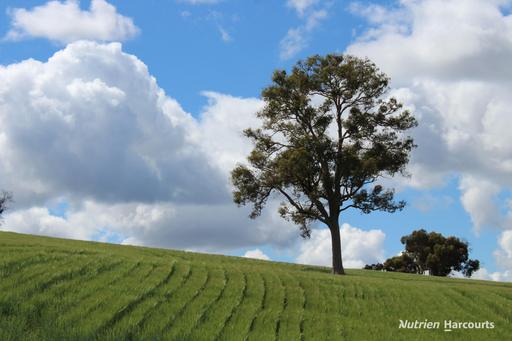 Farm For Sale - WA - Jelcobine - 6306 - PRODUCTIVE CROPPING & LIVESTOCK OPPORTUNITY IN A TIGHTLY HELD FARMING DISTRICT 