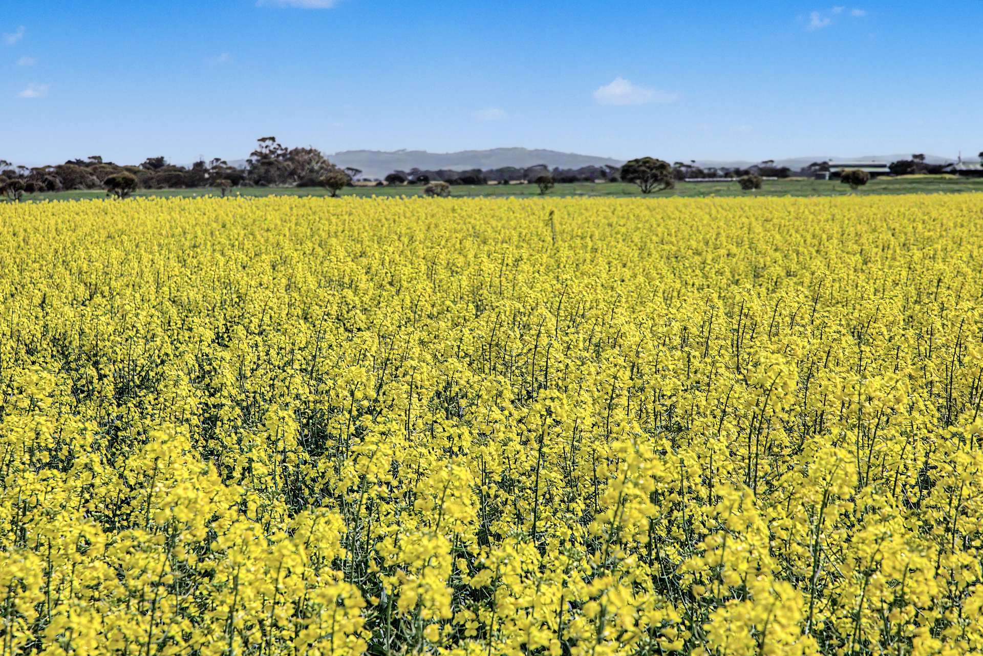 590 Echo Park Road, Nurragi For Sale by Farmbuy.com - image 28