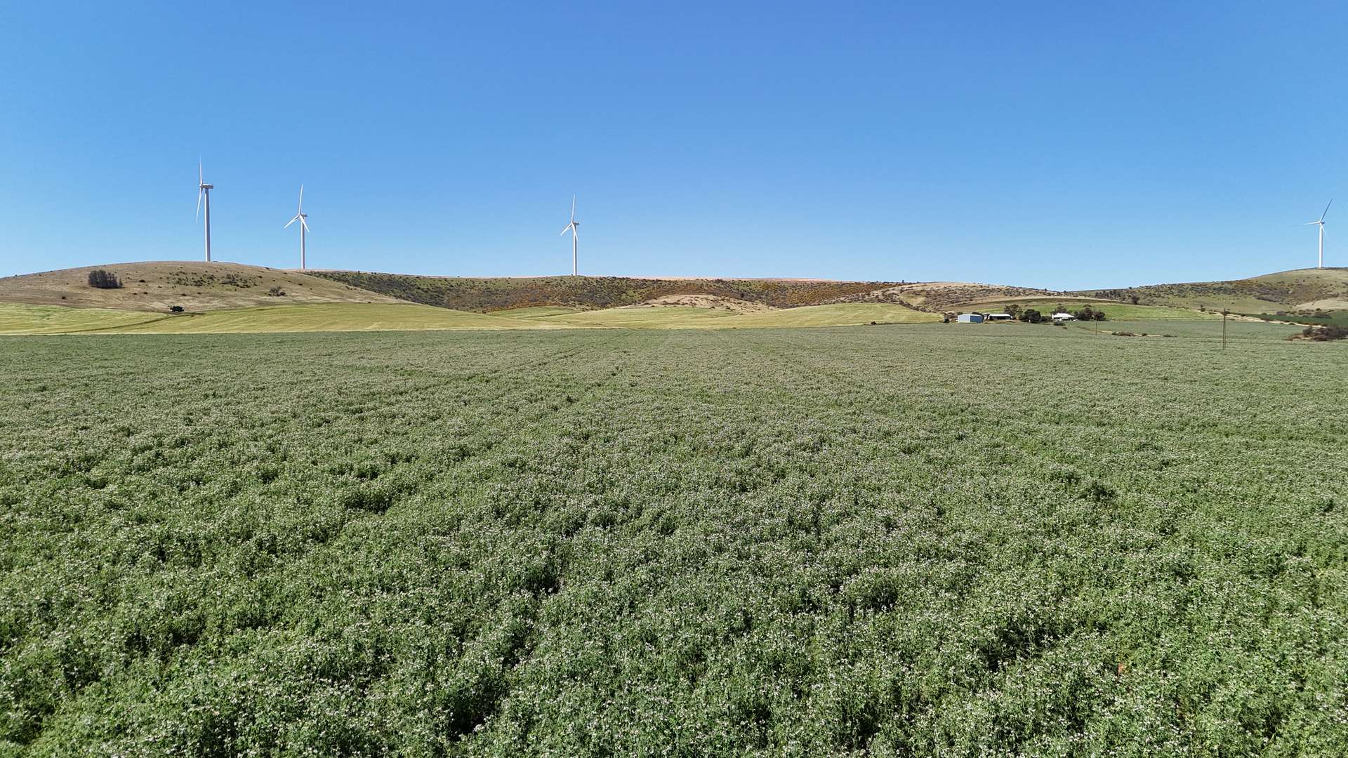 'Pine Hill' Noyces Road, Clements Gap For Sale by Farmbuy.com - image 16