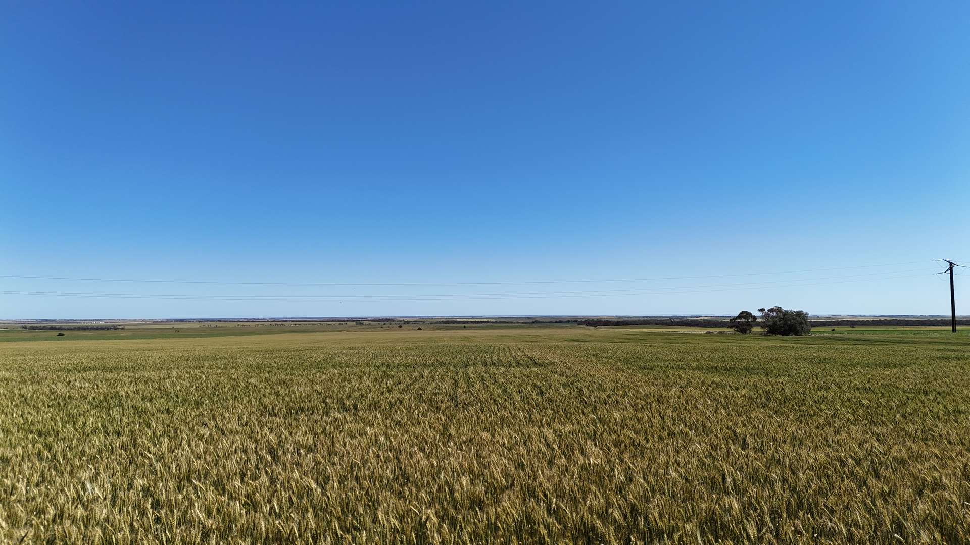 'Pine Hill' Noyces Road, Clements Gap For Sale by Farmbuy.com - image 5