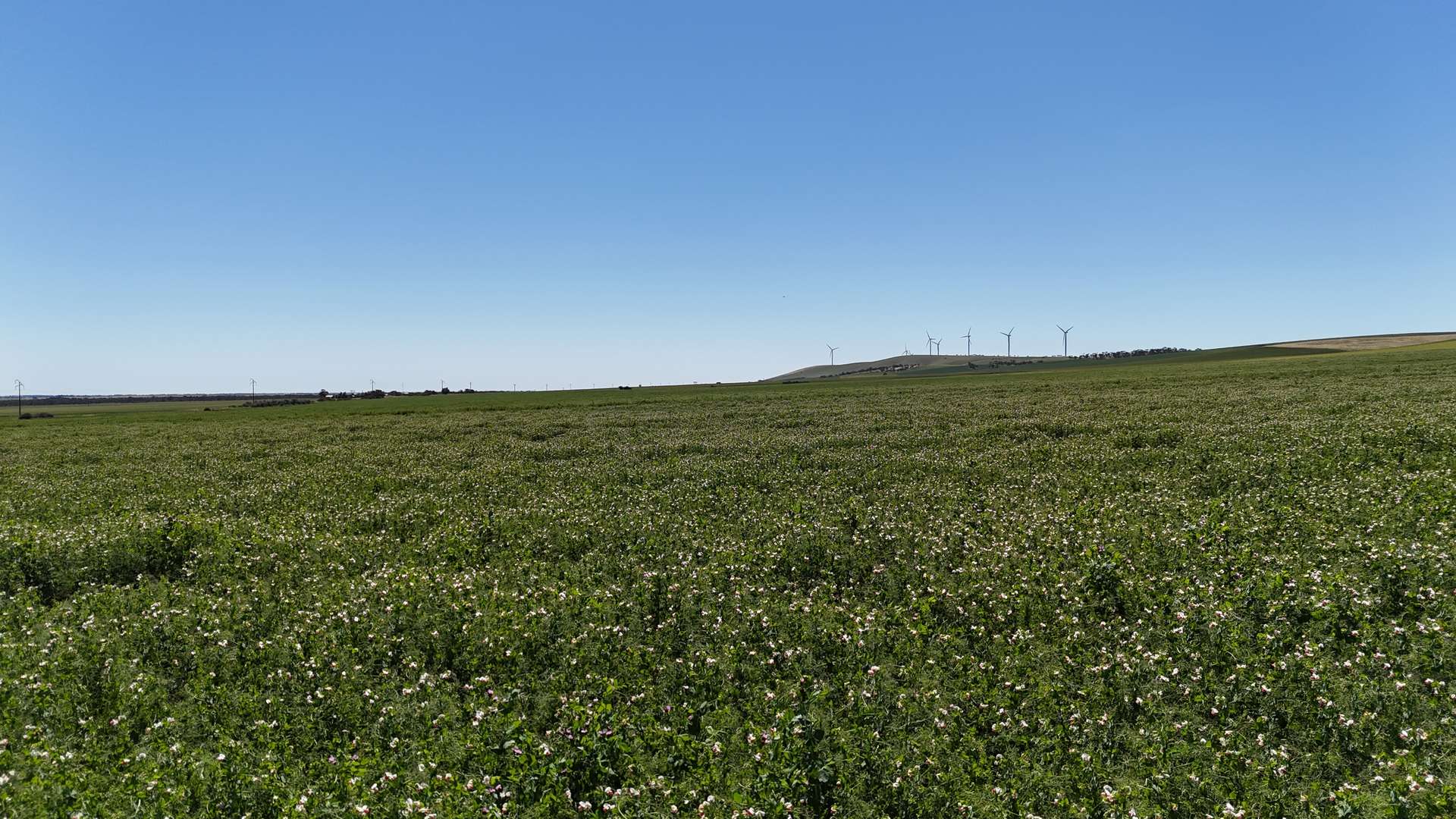 'Pine Hill' Noyces Road, Clements Gap For Sale by Farmbuy.com - image 18
