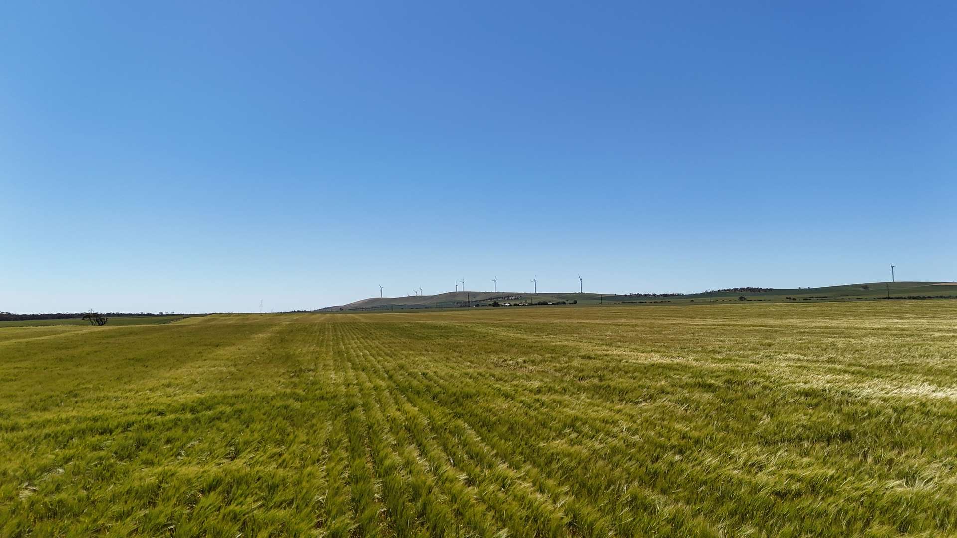 'Pine Hill' Noyces Road, Clements Gap For Sale by Farmbuy.com - image 11