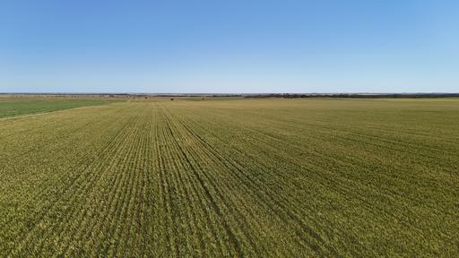 Farm For Sale - SA - Clements Gap - 5523 - Quality Cropping Country Available For Sale & Lease 