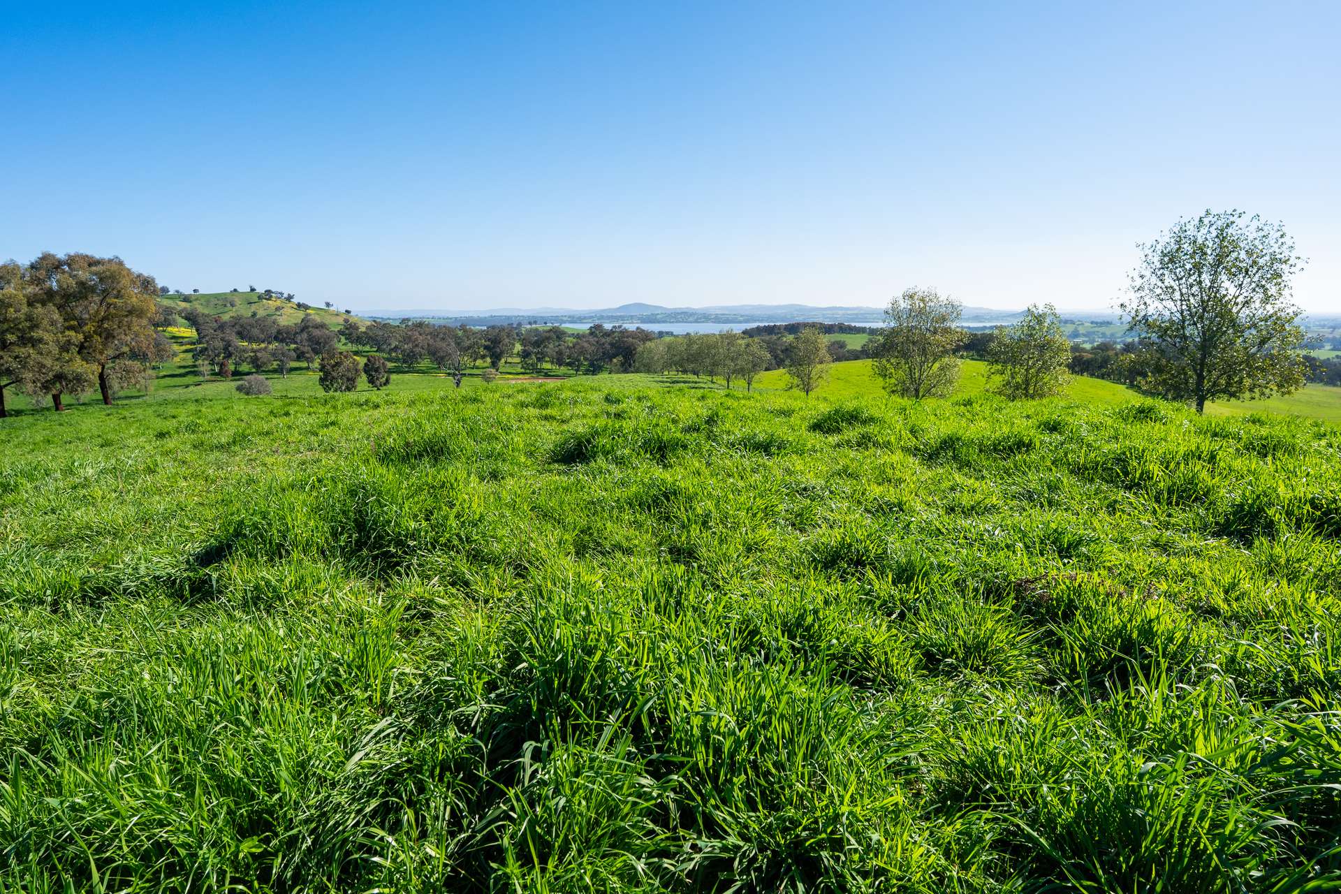 204 Wymah Road, Bowna For Sale by Farmbuy.com - image 9