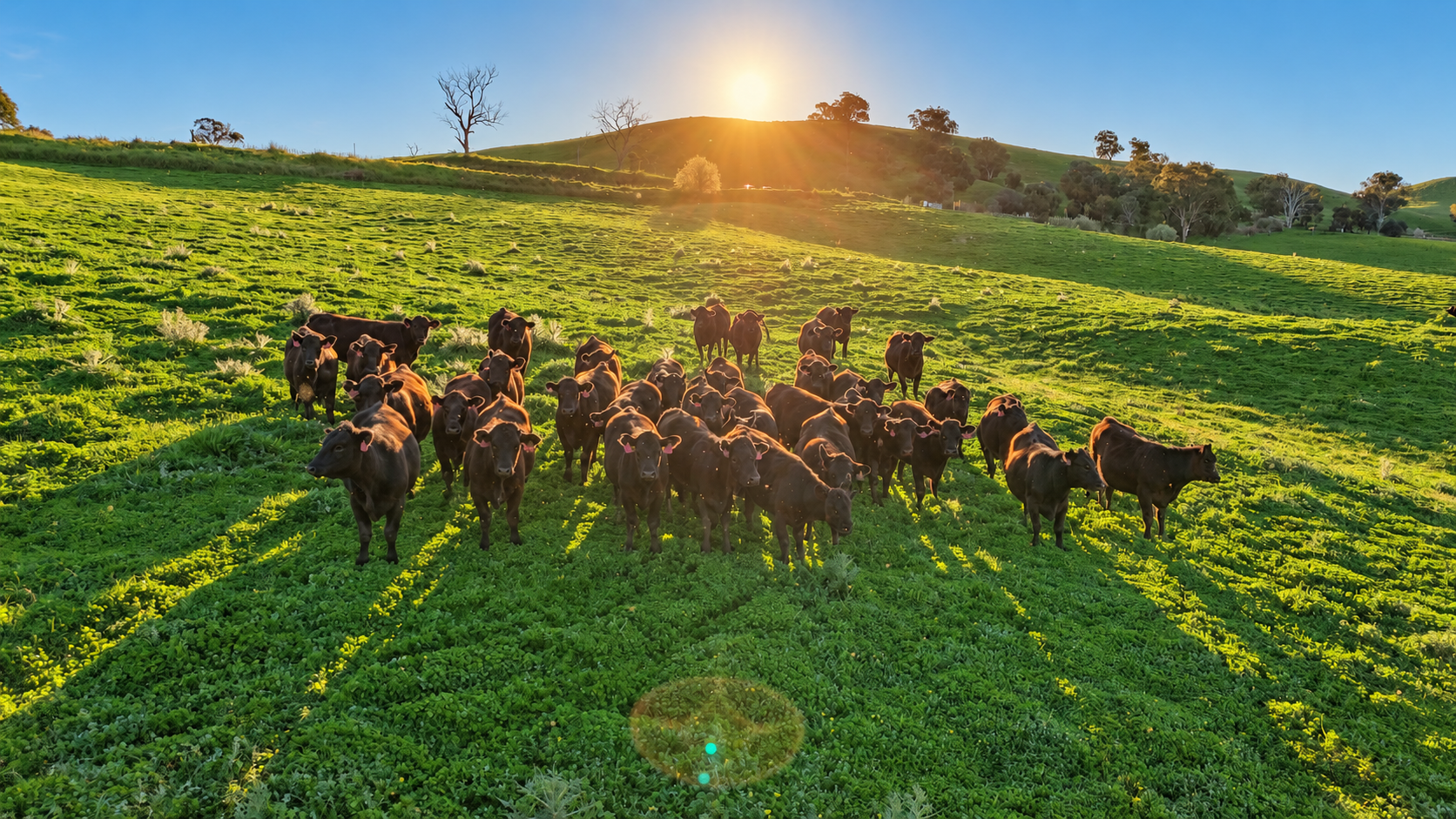 Kimball Cottage 676 Gocup Road, Tumut Auction by Farmbuy.com - image 5