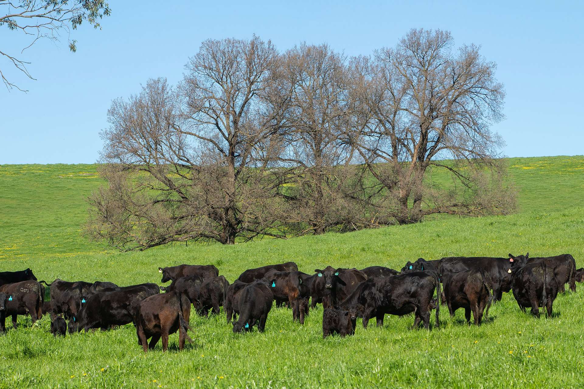 Kimball Cottage 676 Gocup Road, Tumut Auction by Farmbuy.com - image 6