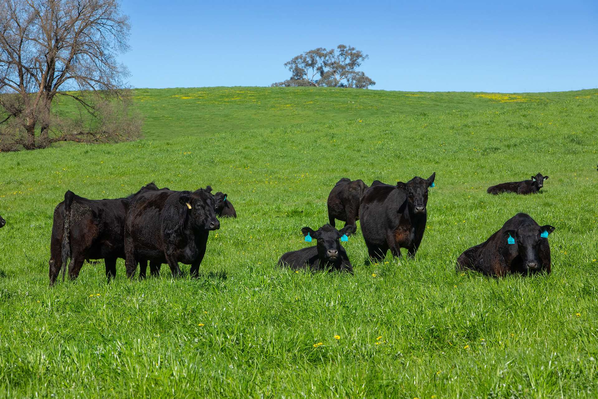 Kimball Cottage 676 Gocup Road, Tumut Auction by Farmbuy.com - image 13