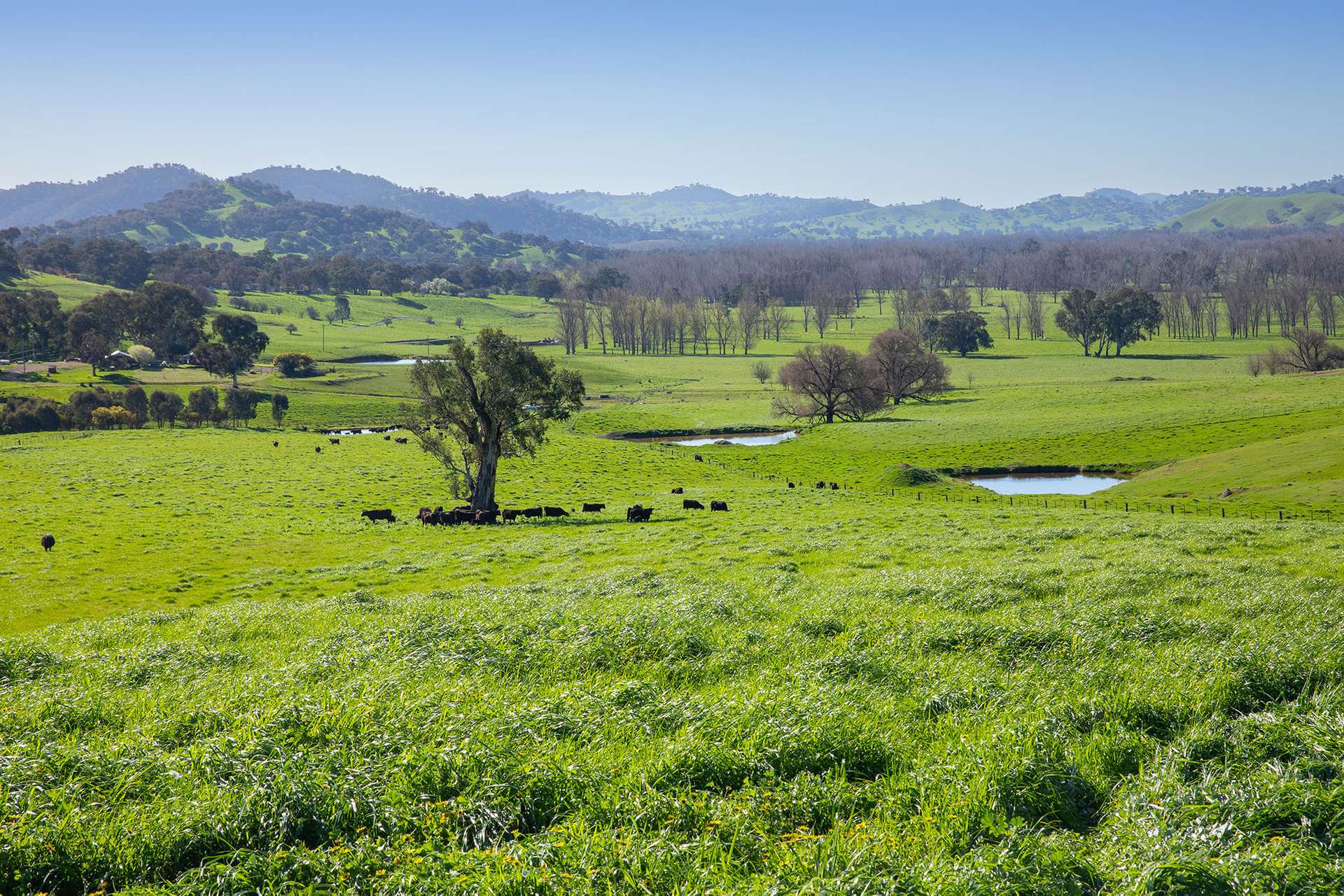 Kimball Cottage 676 Gocup Road, Tumut Auction by Farmbuy.com - image 7