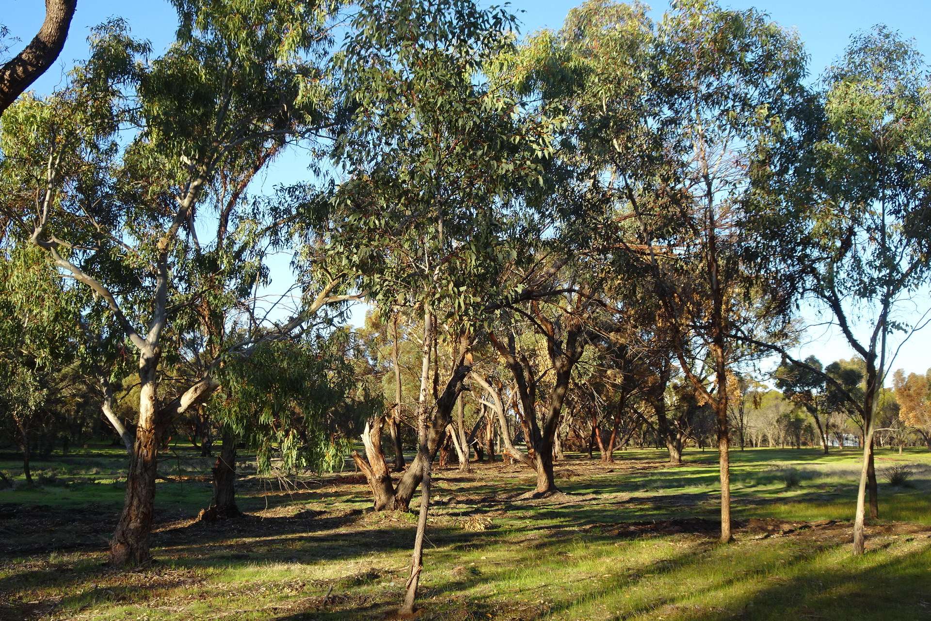 Lot 7244 Tullets Road West, Popanyinning For Sale by Farmbuy.com - image 23