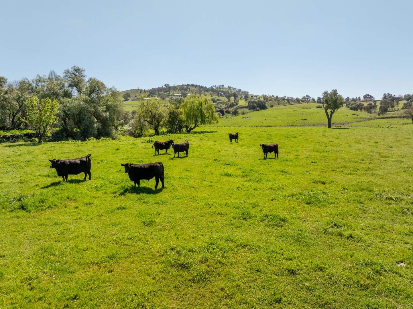 167 Hanley Street, Gundagai Auction by Farmbuy.com - image 25