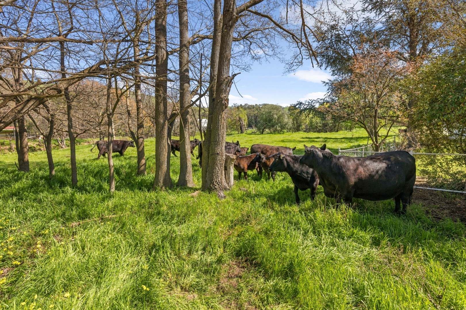 167 Hanley Street, Gundagai Auction by Farmbuy.com - image 22