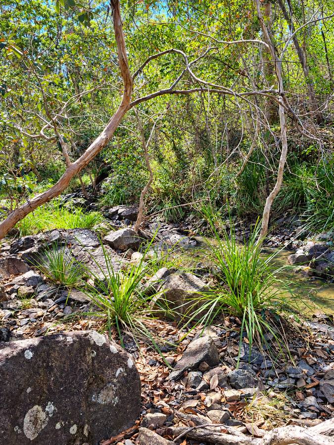 91 Jenny Lind Lane, Tabulam For Sale by Farmbuy.com - image 21