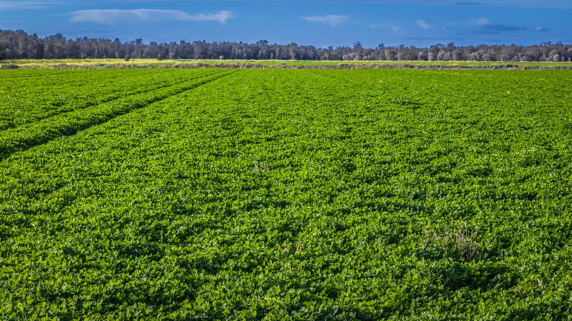 Mid Western HWY Via, Forbes Auction by Farmbuy.com - image 26