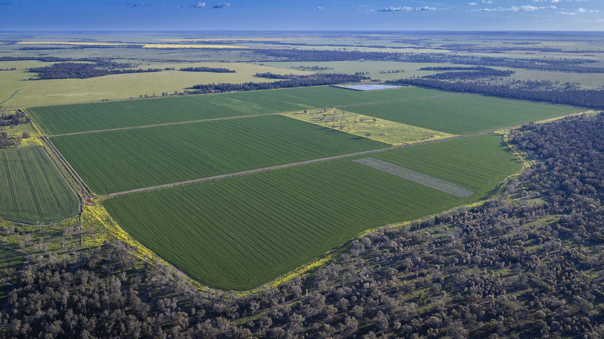 Mid Western HWY Via, Forbes Auction by Farmbuy.com - image 28