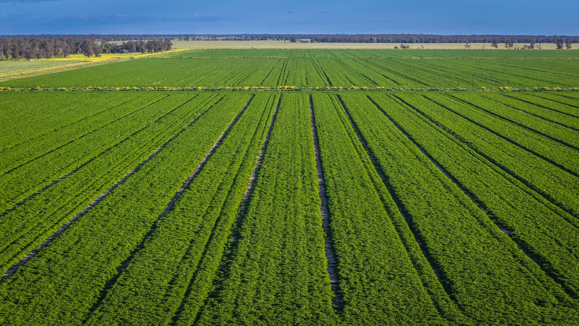 Mid Western HWY Via, Forbes Auction by Farmbuy.com - image 12