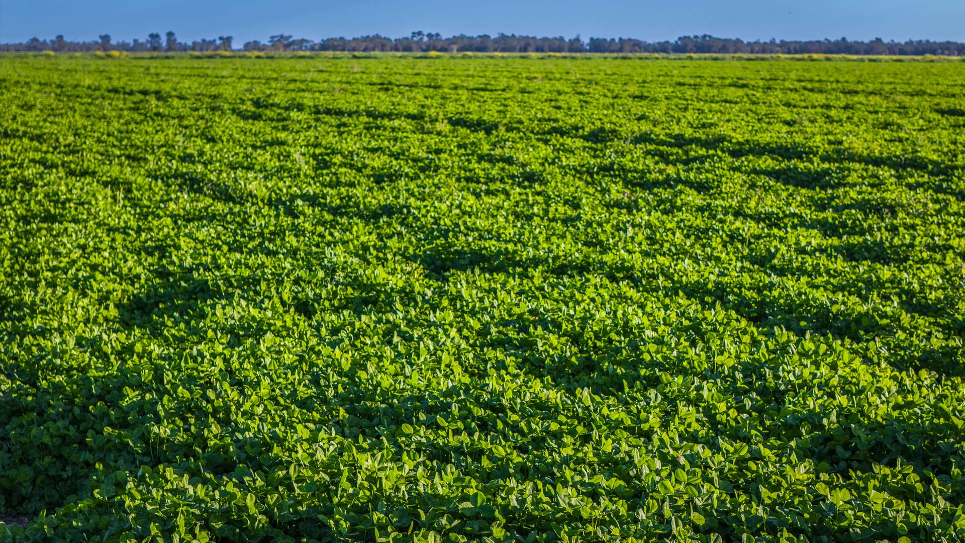Mid Western HWY Via, Forbes Auction by Farmbuy.com - image 6