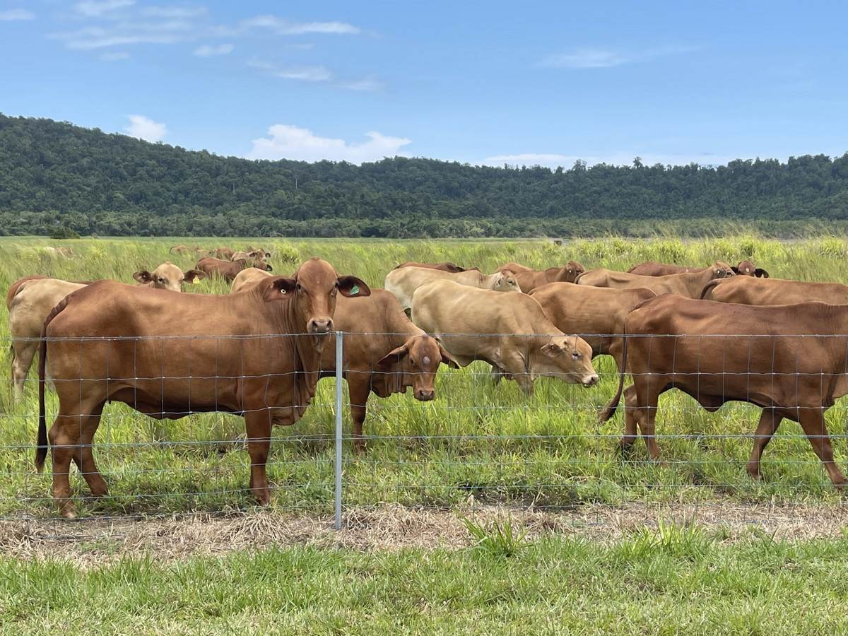 21 Barbagallo Road, Aloomba For Sale by Farmbuy.com - image 32