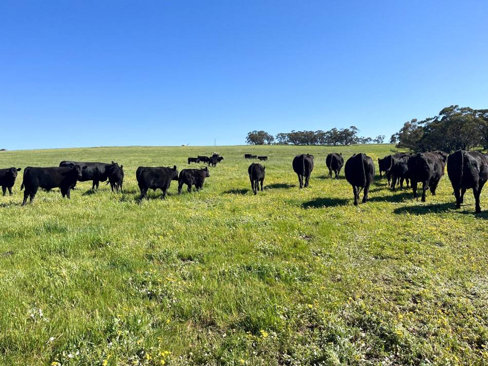 400 Balgaling Road, Toodyay For Sale by Farmbuy.com - image 4