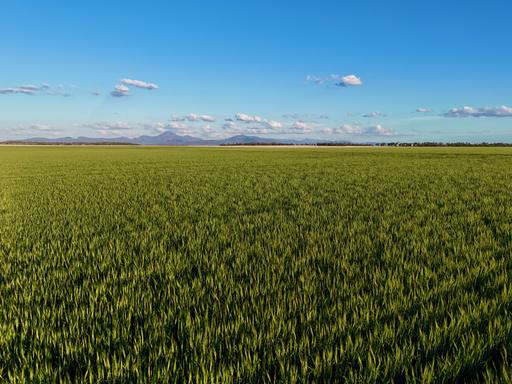 Farm For Sale - NSW - Bellata - 2397 - TREVENA – Quality Country, Proven Production 