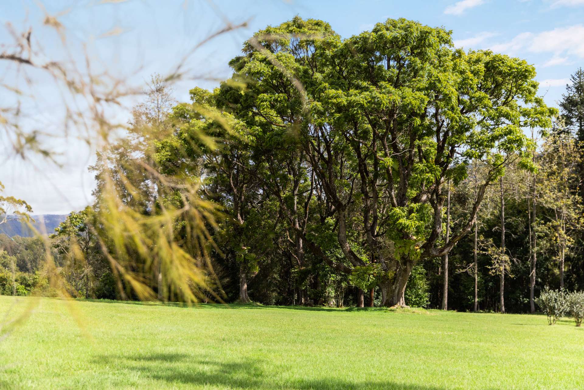 1135 Darkwood Road, Bellingen For Sale by Farmbuy.com - image 23