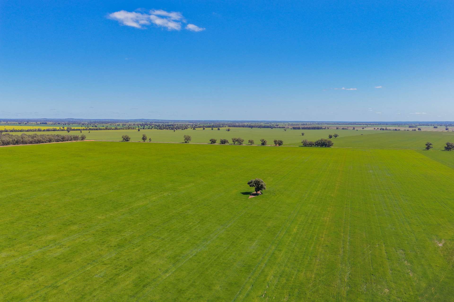 2639 Wamboyne Road, West Wyalong For Sale by Farmbuy.com - image 6