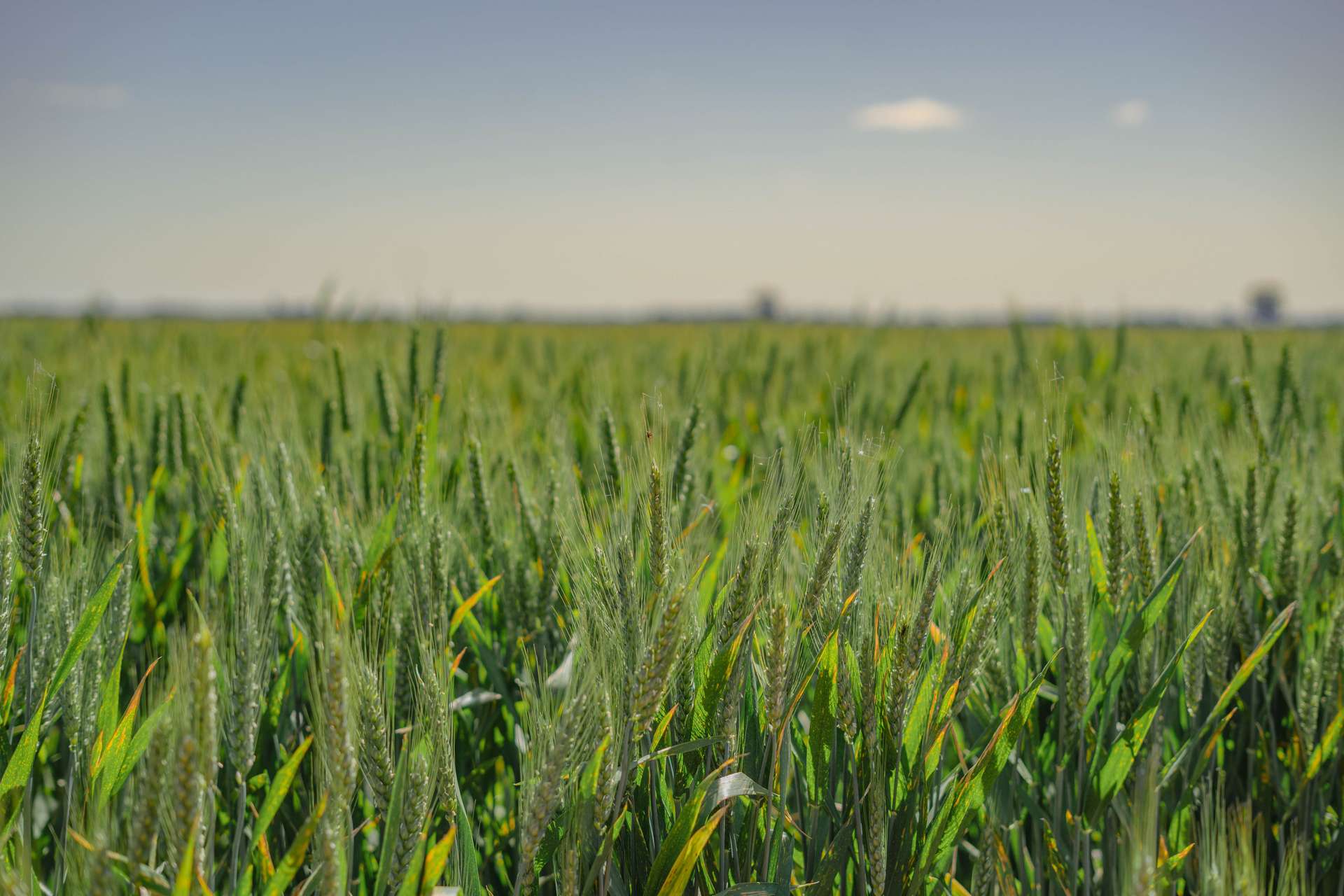 2639 Wamboyne Road, West Wyalong For Sale by Farmbuy.com - image 9
