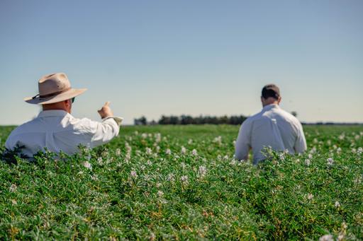 Farm For Sale - NSW - West Wyalong - 2671 - Forest View 3362 acres & Websters 2065 acres 