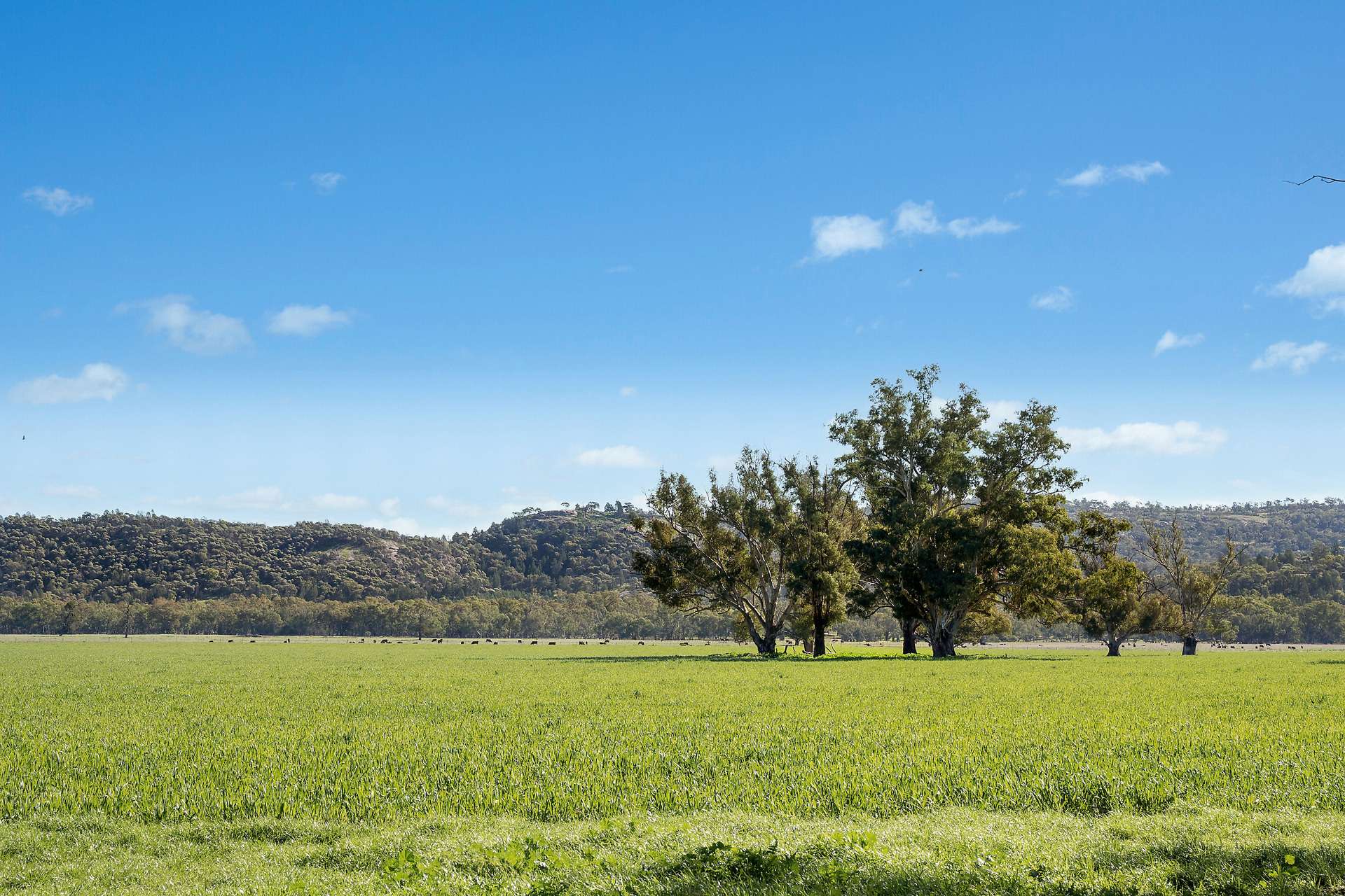 3130 Adelargo Road, Grenfell For Sale by Farmbuy.com - image 28