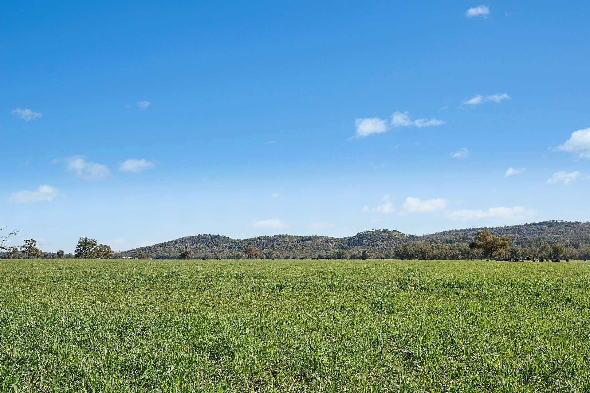 3130 Adelargo Road, Grenfell For Sale by Farmbuy.com - image 23