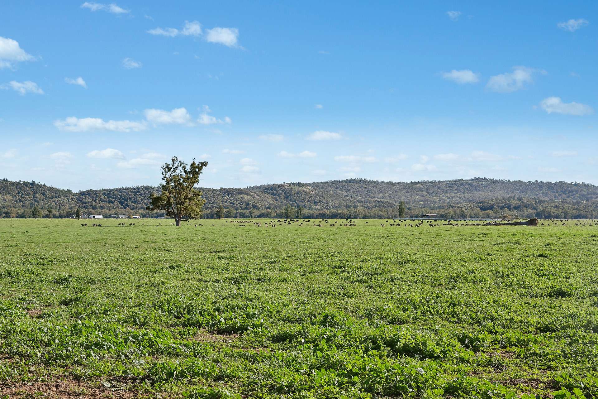 3130 Adelargo Road, Grenfell For Sale by Farmbuy.com - image 19